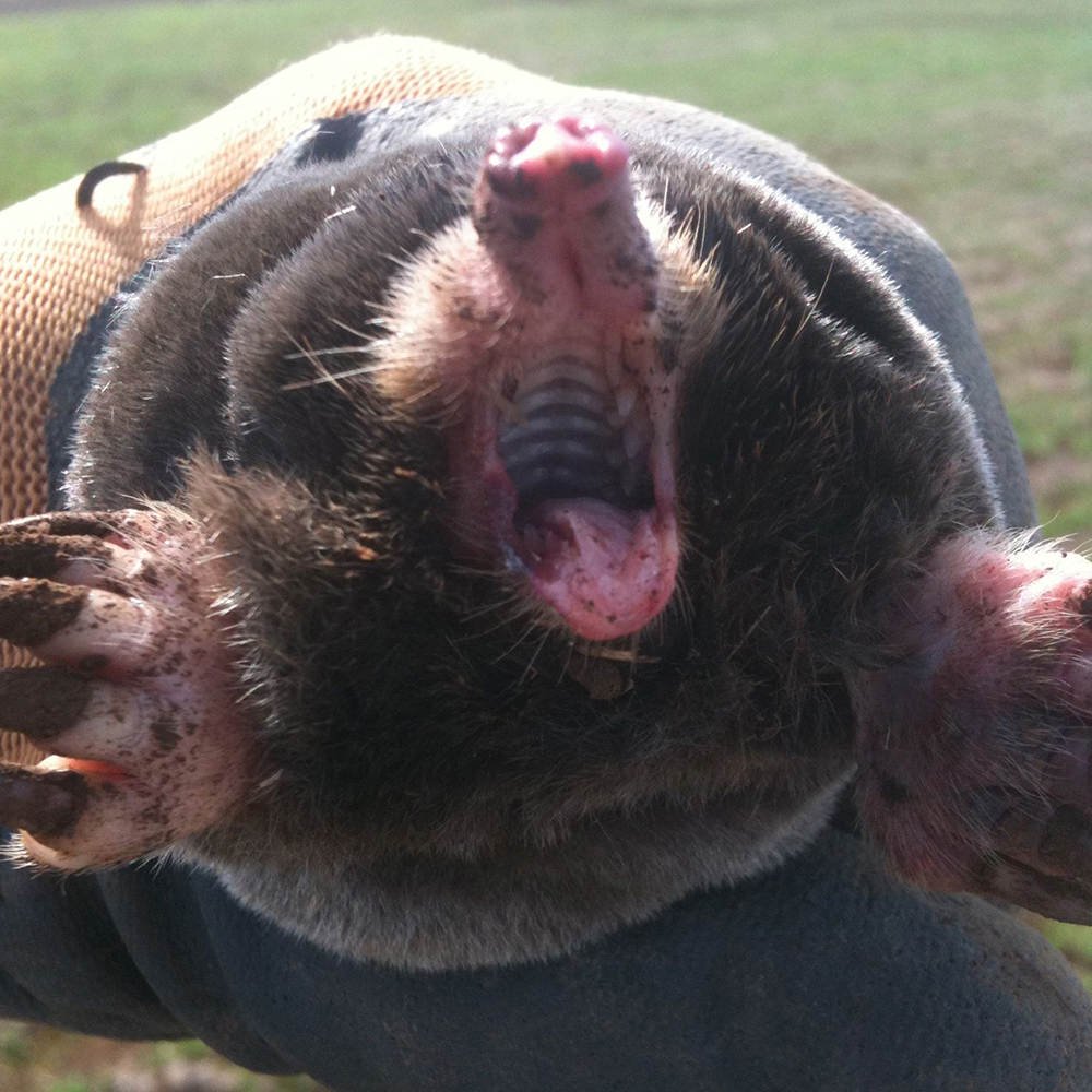 A mole being held by an extermination professional.